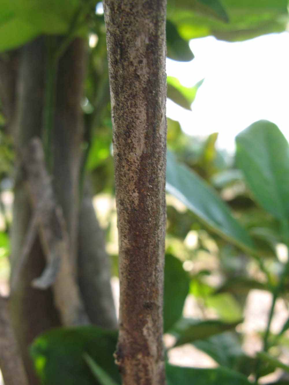            Second - third year twig (Succari, Winter Haven, FL)   